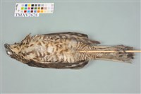 鳳頭蒼鷹藏品圖，第11張